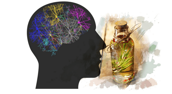 Изображение [Ульвия Голденбрук] Как выйти из сети пассивного режима мозга с помощью Ароматерапии (2023) в посте 307540