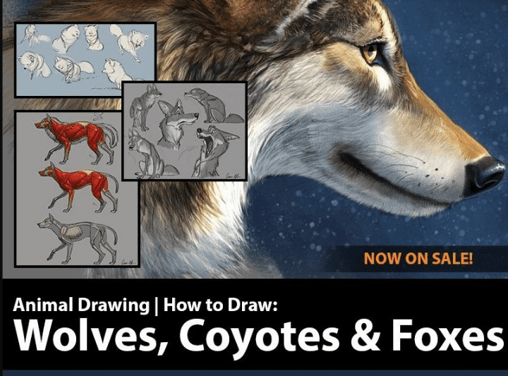Изображение [Аарон Блейз] Как рисовать волков, койотов и лисиц (2020) в посте 310065