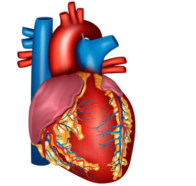 Изображение [Доктор Плесовских] Здоровье сердца и сосудов — как нормализовать артериальное давление (2023) в посте 332702