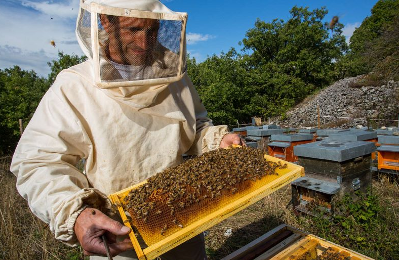 Изображение [НИИДПО] Сборник курсов о пчеловодстве (2019-2023) в посте 357351