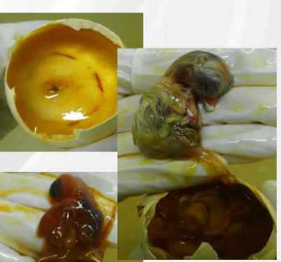 Изображение [Татьяна Коноблей] Причины гибели эмбрионов птицы во время инкубации (2023) в посте 357577