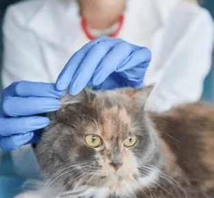 Изображение [Дарья Харебина] Кошка на приеме в клинике. Подготовка и прием у врача (2023) в посте 360681