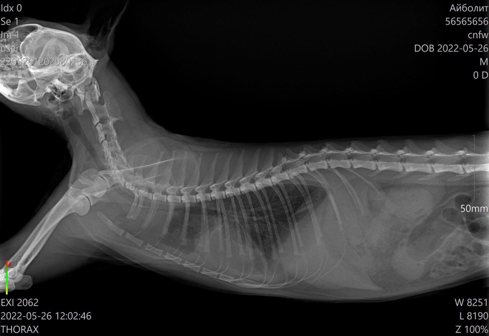 Изображение [Матвей Симаков] Ветеринарная рентгенология (2022) в посте 265012